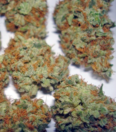 Семена каннабиса Bubba Kush 