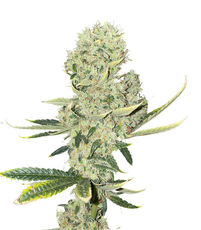 Семена сорта Kali Banner fem (AlphaFem Seeds)