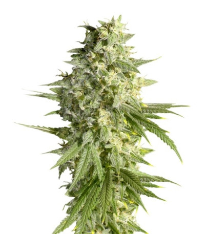 Семена сорта Double Dutch fem (Serious Seeds)