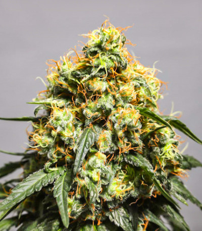 Семена сорта Bruce Lemon Diesel fem (Dutch Passion)