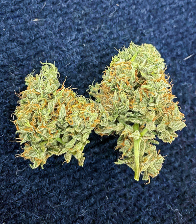 Семена сорта Kali Banner fem (AlphaFem Seeds)