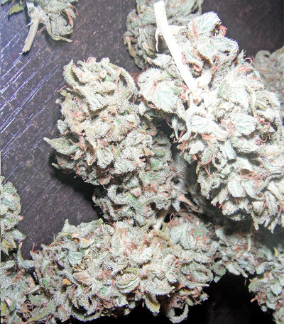 Семена сорта Mataro Blue Max Auto fem