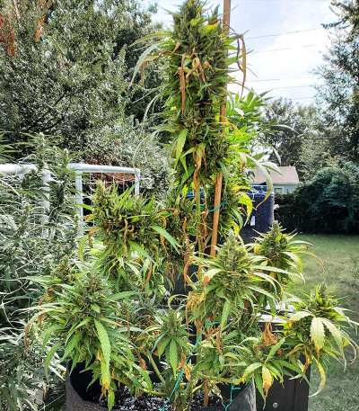 Семена сорта NYC Diesel Auto fem (Barney's Farm)