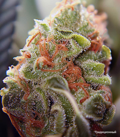 Семена сорта Green Crack Auto fem (FastBuds)