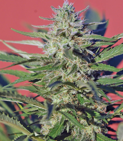 Семена сорта Wild Rose fem (Sweet Seeds)