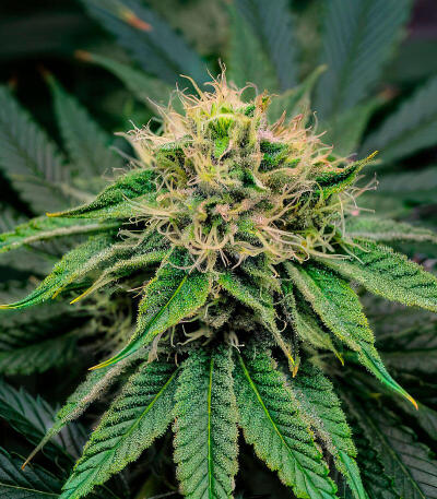 Семена сорта 50 Dragons fem (UKHTA)