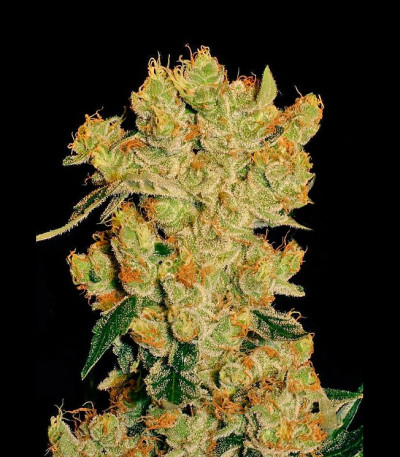 Семена сорта Ak 47 fem (Семяныч)