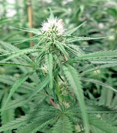 Сорт конопли Big Kush 