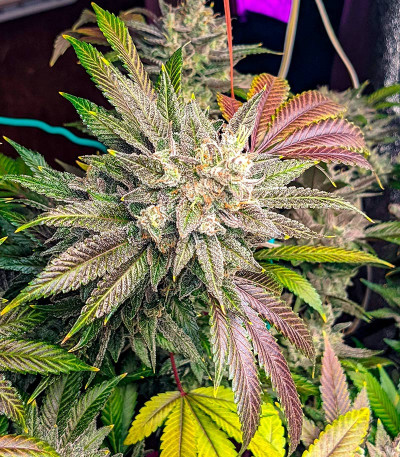 Семена сорта конопли Black Widow