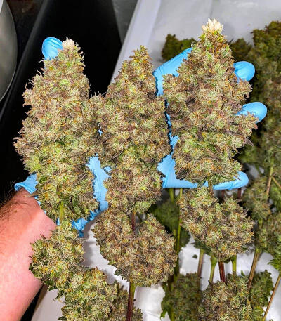 Семена сорта Bruce Banner × Pineapple (7CH Seeds & Cali Buds Seeds)