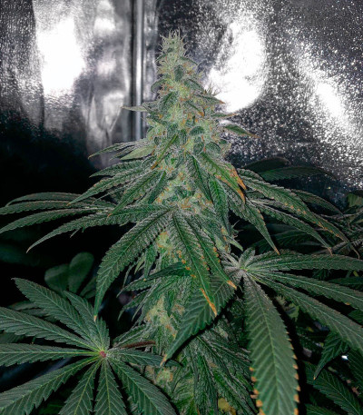 Семена сорта Bubba Slush fem (Green House Seeds)