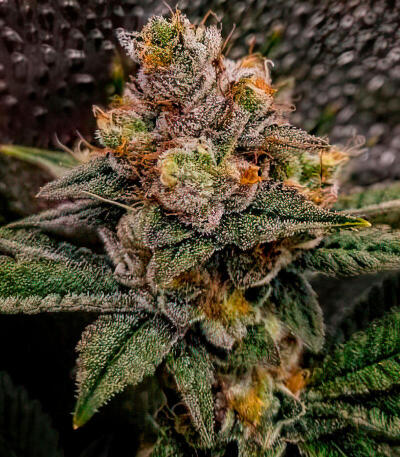 Семена сорта Gator Breath fem (7CH American)