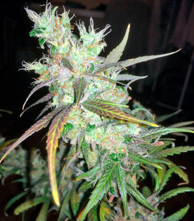 Семена сорта Kali Mist reg (Serious Seeds)