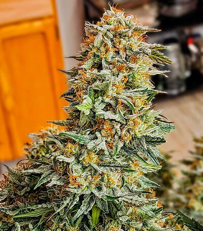 Семена сорта Keep Frosted Guava Autoflower fem (Seedkeepers)