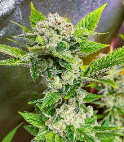 Семена сорта Louis XIII fem (7CH American)