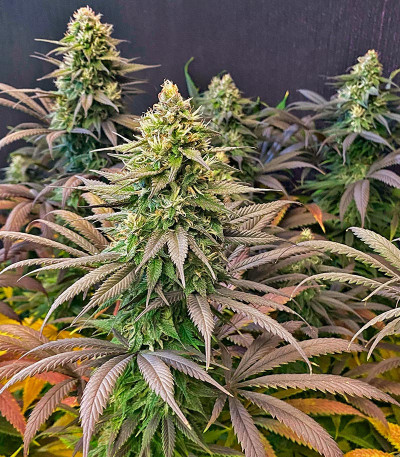 Семена сорта Strawberry Amnesia fem (Herbies Seeds)