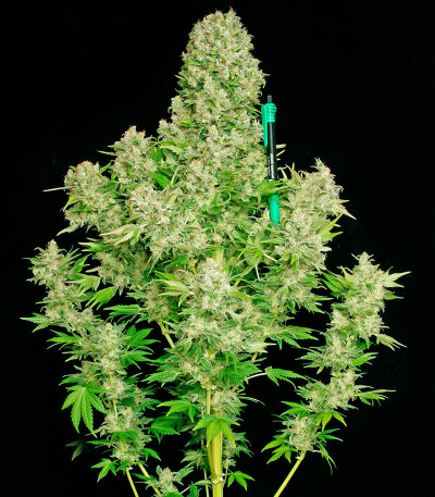 Семена сорта White Russian reg (Serious Seeds)