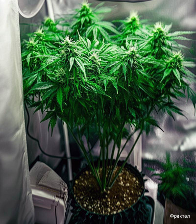 Семена сорта Gorilla fem (Семяныч)