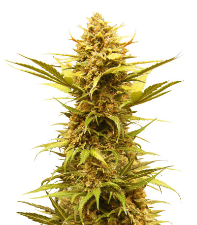 Семена сорта Critical XXL Auto fem (Herbies Seeds)