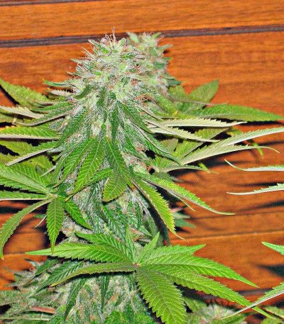 Семена сорта Sweet Cheese fem (Sweet Seeds)