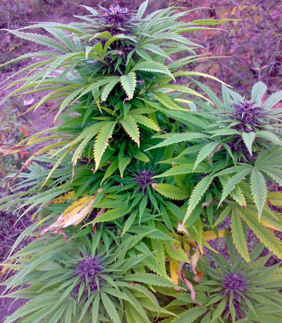 Семена сорта Sweet Purple fem (Paradise Seeds)