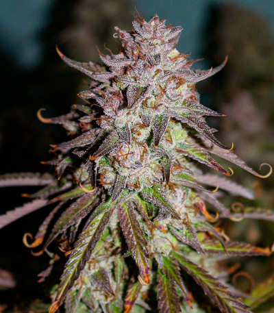 Семена сорта Easy Peasy Auto fem (Семяныч)