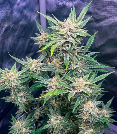 Семена сорта Voilà AUTO Rbx5 fem (Ethos Genetics)