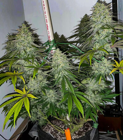 Семена сорта Zkittlez x Grapefruit (7CH Seeds & Cali Buds Seeds)