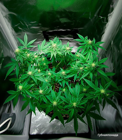 Семена сорта Johnny Cage Auto fem (Семяныч)