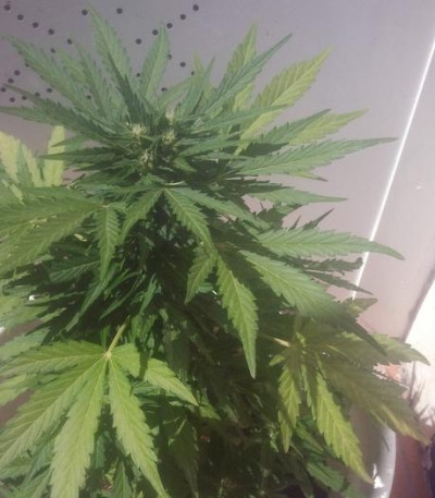 Семена сорта MAXI GOM auto fem