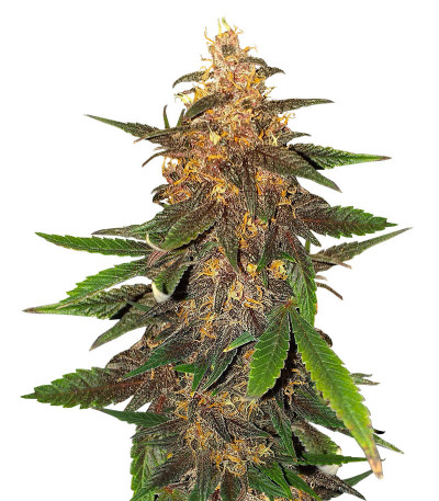 Семена сорта Blackberry Moonrocks Auto fem (AlphaFem Seeds)