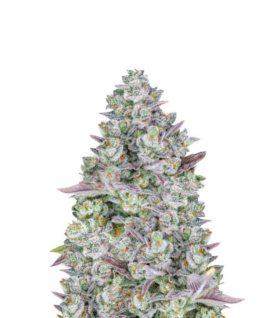 Семена сорта Gorilla Cookies Auto fem (FastBuds)