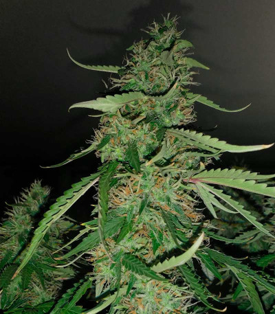 Семена сорта Torpedo fem (VIP seeds)
