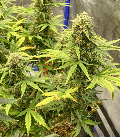 Семена сорта Auto Colorado Cookies fem (Dutch Passion)