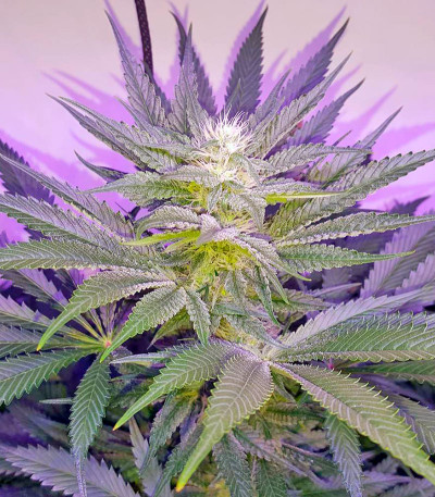 Семена сорта Dr. Greenthumb’s Em-Dog by B-Real fem