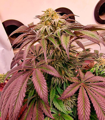 Семена сорта Jungle Lava fem (Original Sensible Seeds)