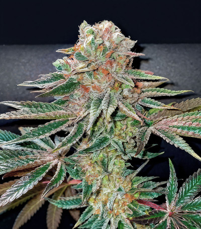 Семена сорта Pink Sunset by Sherbinskis fem от Silent Seeds
