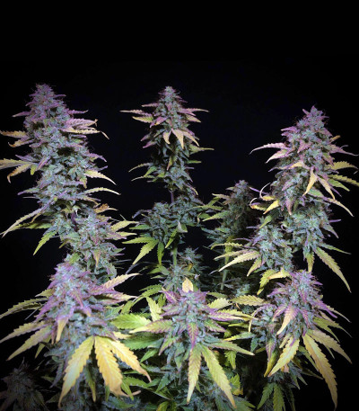 Семена сорта West Coast O.G. Auto fem (FastBuds)