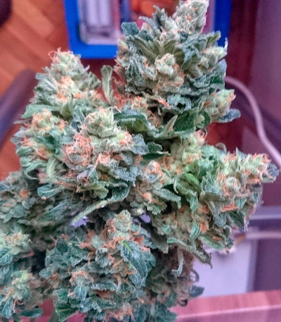 Семена сорта Fast Bud #2 Auto fem (Sweet Seeds)