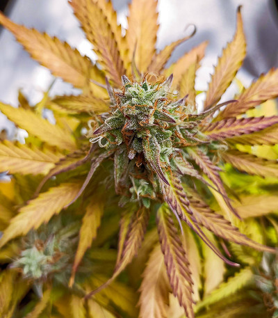 Семена сорта Medusa F1 Auto fem (RQS)