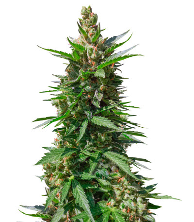 Семена сорта Kali Mist Auto fem (Семяныч)