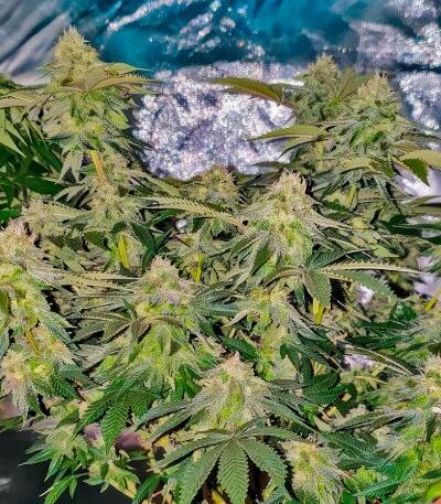 Семена сорта 50 Dragons fem (UKHTA)