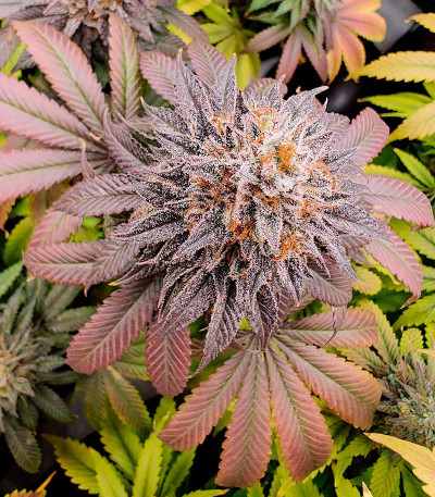 Семена сорта Ethos Cookies R2 fem (Ethos Genetics)