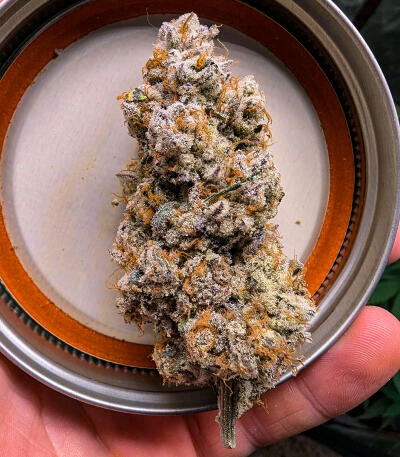 Семена сорта Purple Punch F1 fem (Seedkeepers)