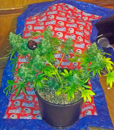 Семена сорта Roadrunner Autoflowering #2 fem