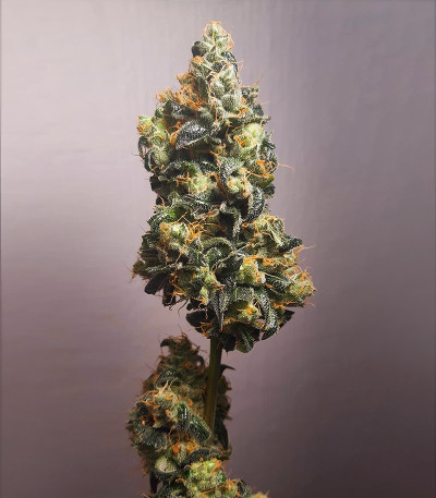 Семена сорта Wedding Cake Auto fem (Barney's Farm)