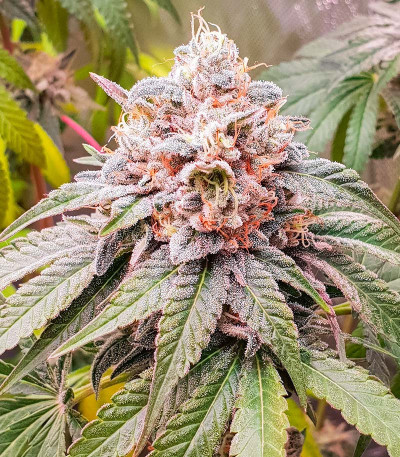 Семена сорта Persian Pie fem (Green House Seeds)