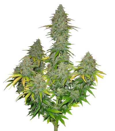 Семена сорта Fast Bud Auto fem (Sweet Seeds)