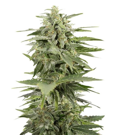 Семена сорта Industrial Plant Autoflowering CBD fem