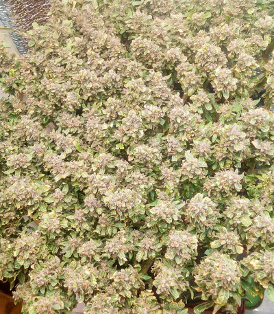 Семена сорта Sugar Black Rose Early Version fem (Delicious Seeds)